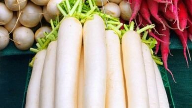 Radish Benefits: Not only diabetes, radish is a panacea for many problems, include it in the diet today itself.